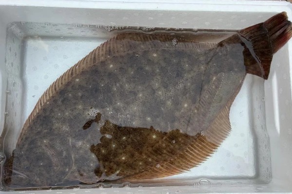 褐牙鲆是什么鱼?