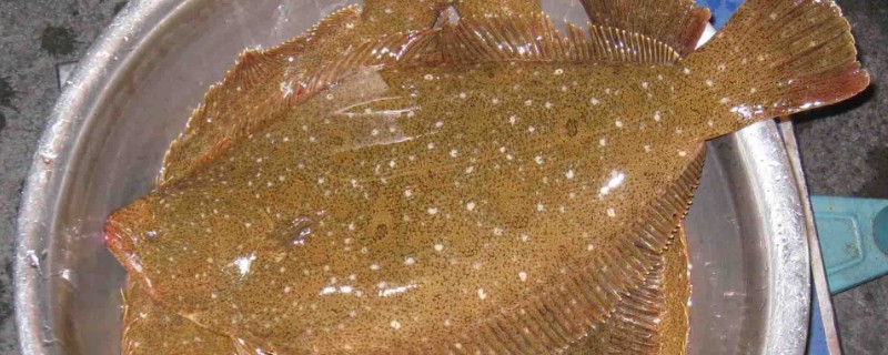 褐牙鲆是什么鱼？