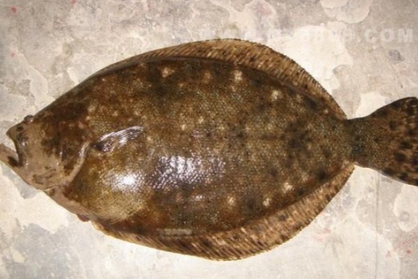 褐牙鲆是什么鱼?