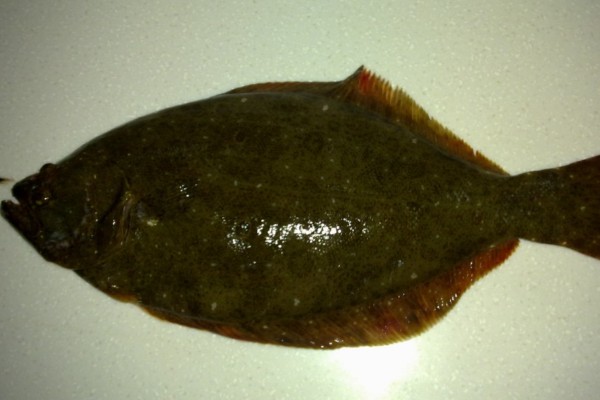 褐牙鲆是什么鱼?