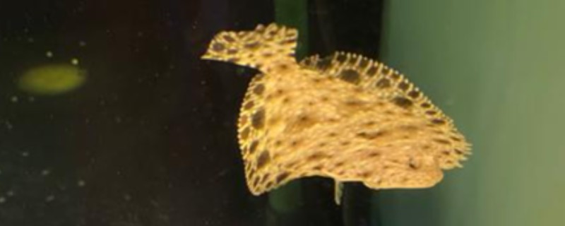 花鲆是什么鱼?