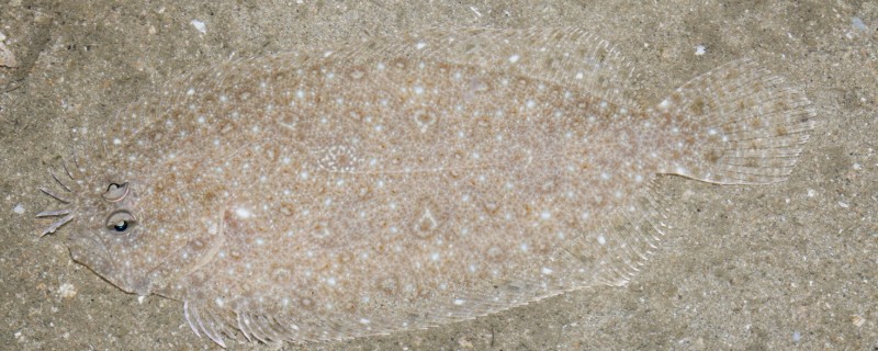 爪哇斑鲆是什么鱼？