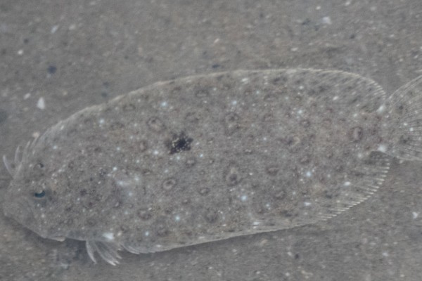 爪哇斑鲆是什么鱼？