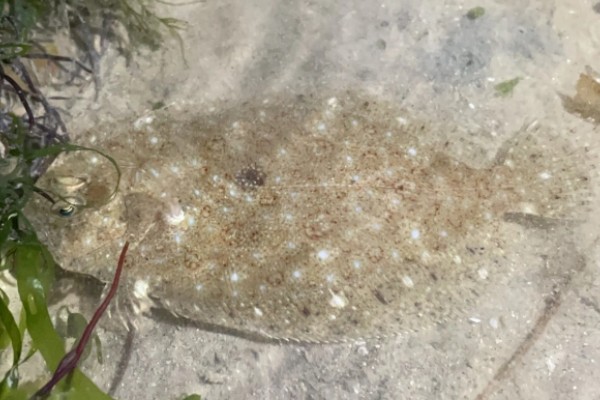 爪哇斑鲆是什么鱼？