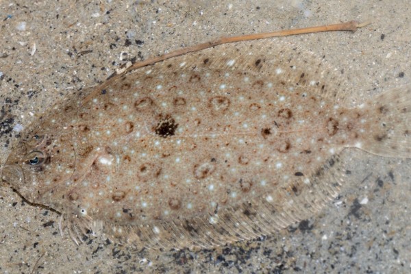 爪哇斑鲆是什么鱼？