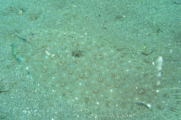 桂皮斑鲆是什么鱼?