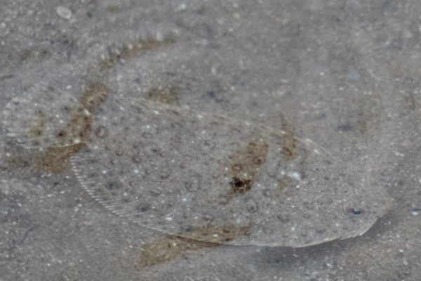 桂皮斑鲆是什么鱼?