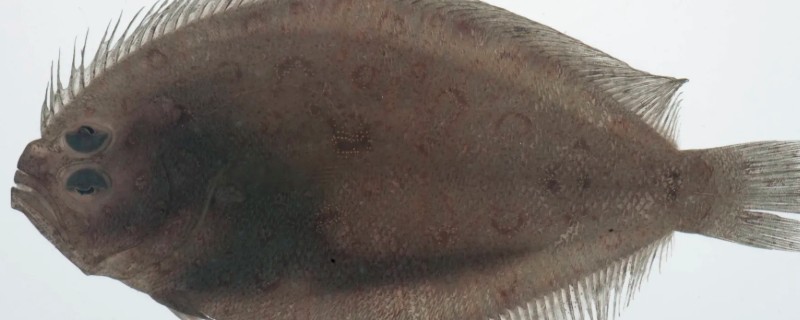 桂皮斑鲆是什么鱼?