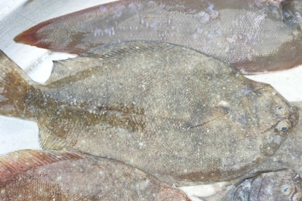 桂皮斑鲆是什么鱼?