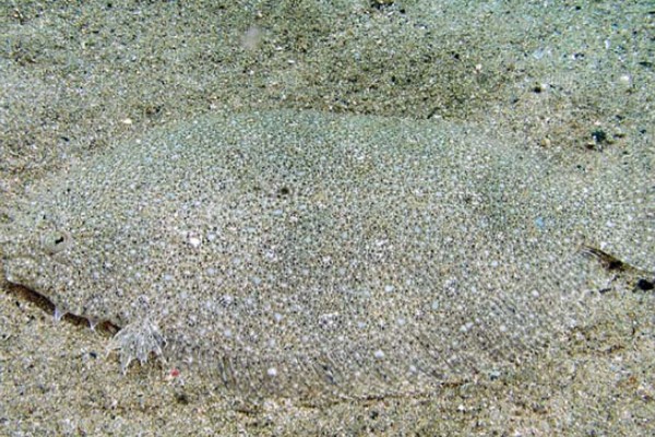 少牙斑鲆是什么鱼？