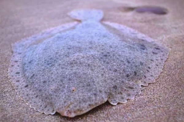 少牙斑鲆是什么鱼？