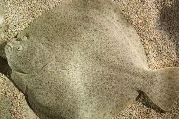 少牙斑鲆是什么鱼？