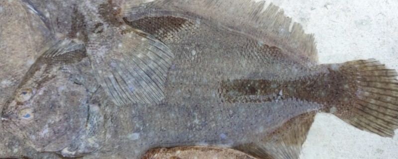 少牙斑鲆是什么鱼？
