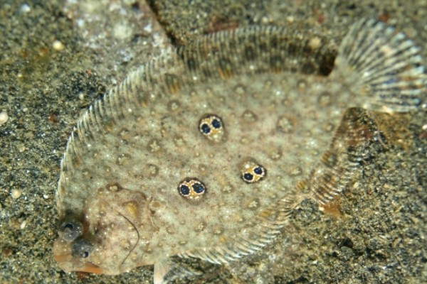 双瞳斑鲆是什么鱼?