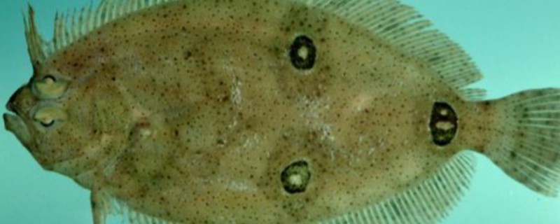 双瞳斑鲆是什么鱼?