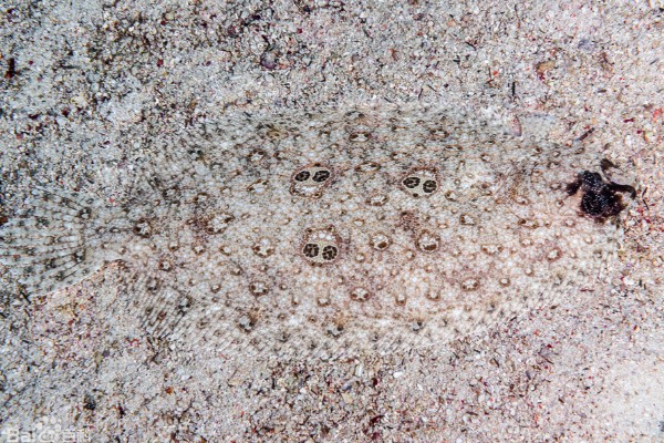 双瞳斑鲆是什么鱼?