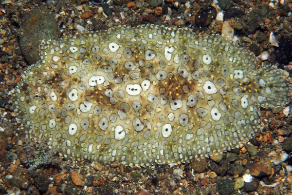 双瞳斑鲆是什么鱼?