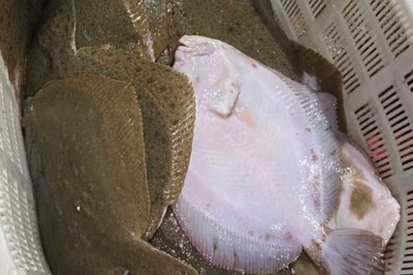 南海斑鲆是什么鱼?