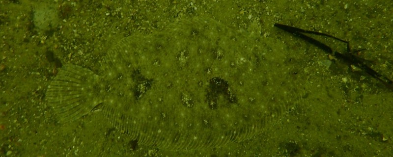 南海斑鲆是什么鱼?