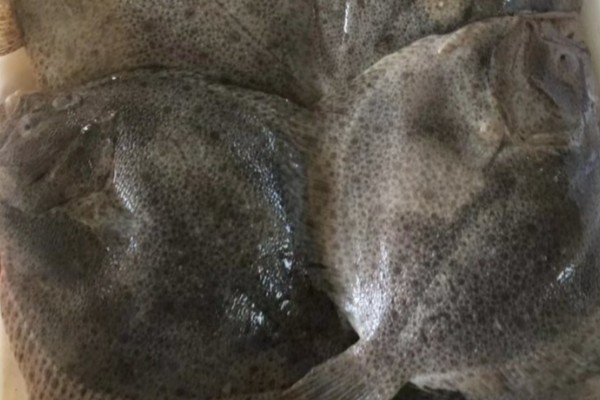 南海斑鲆是什么鱼?