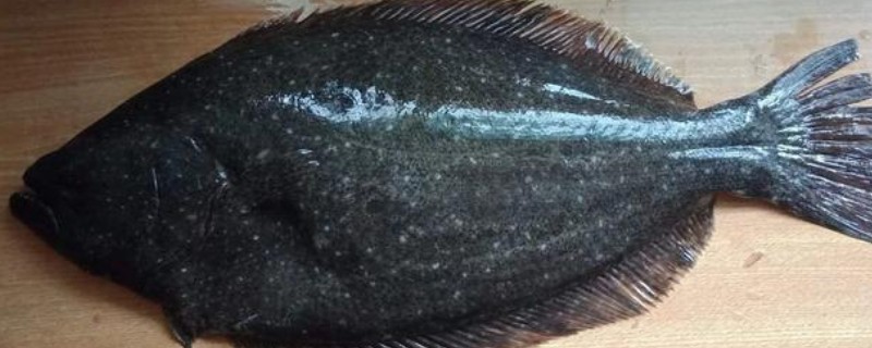 五眼斑鲆是什么鱼？
