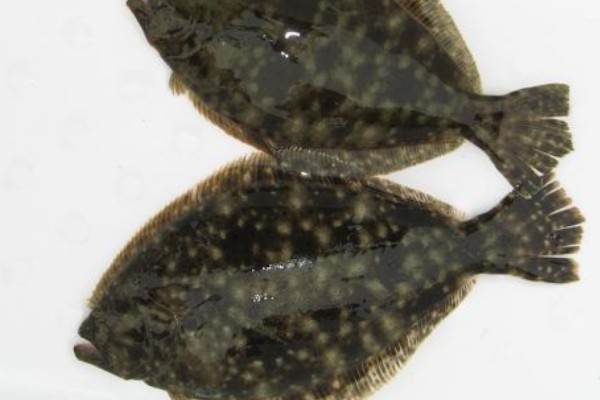 五眼斑鲆是什么鱼？