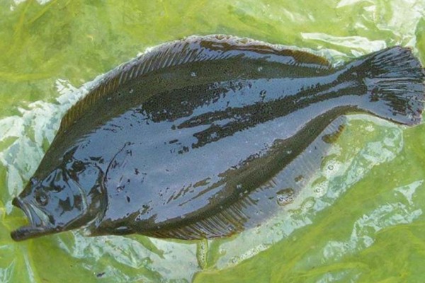 五眼斑鲆是什么鱼？