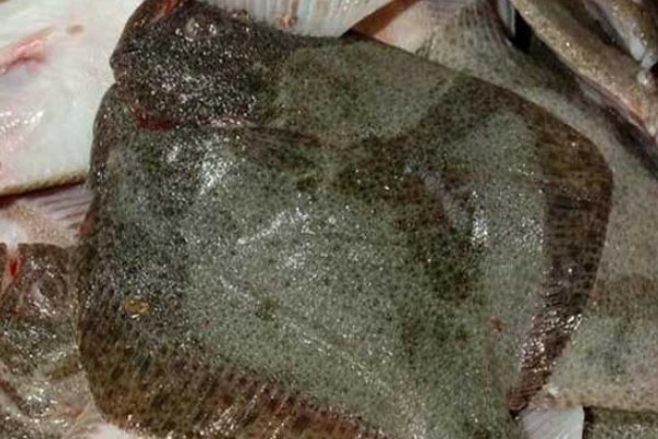 五眼斑鲆是什么鱼？