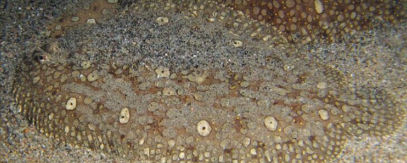 五点斑鲆是什么鱼？