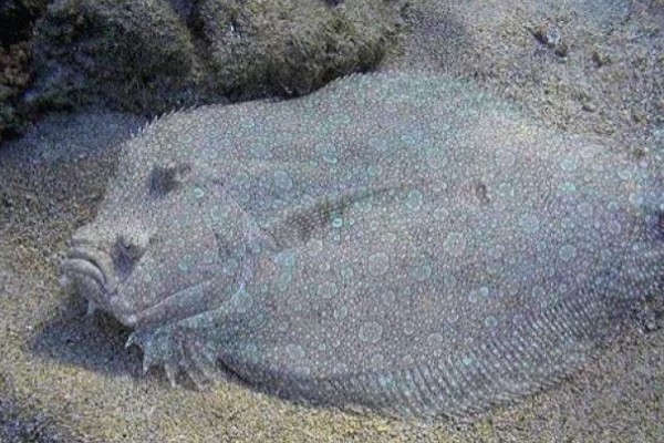 五点斑鲆是什么鱼？
