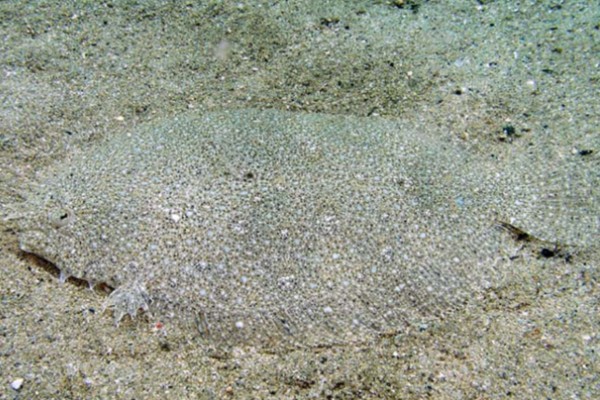 五点斑鲆是什么鱼？