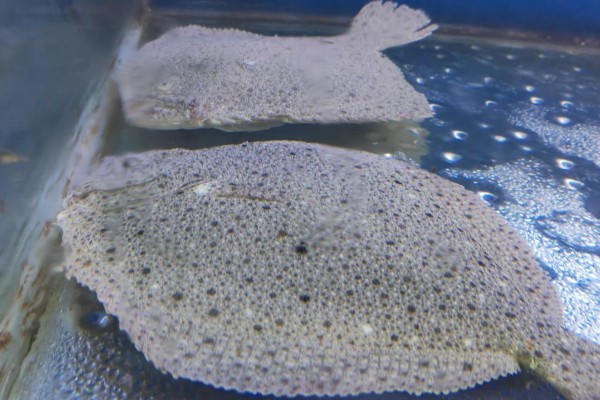 五点斑鲆是什么鱼？