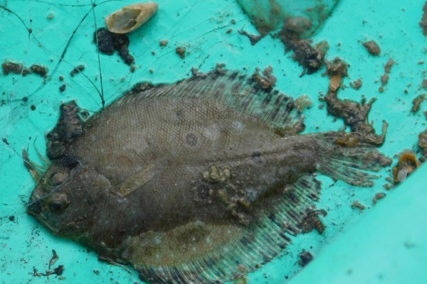 三眼斑鲆是什么鱼？