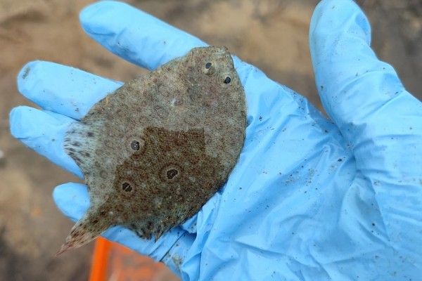 三眼斑鲆是什么鱼？