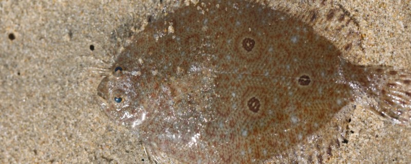 三眼斑鲆是什么鱼？