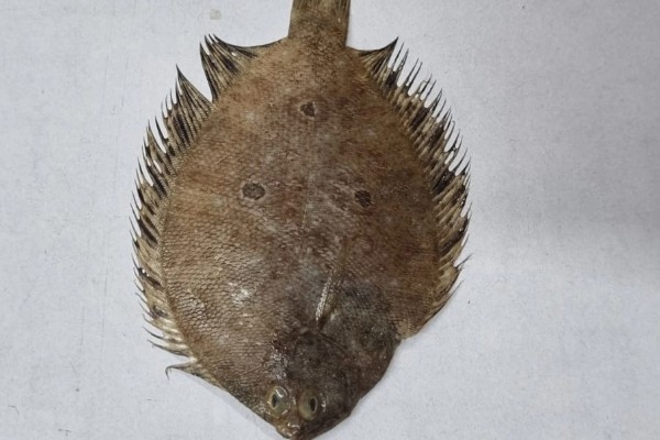 三眼斑鲆是什么鱼？