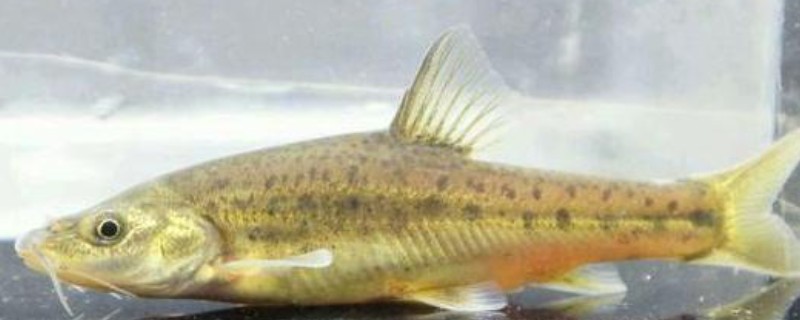 黄田金线鲃是什么鱼？