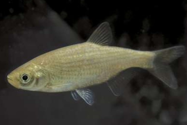 黄田金线鲃是什么鱼？