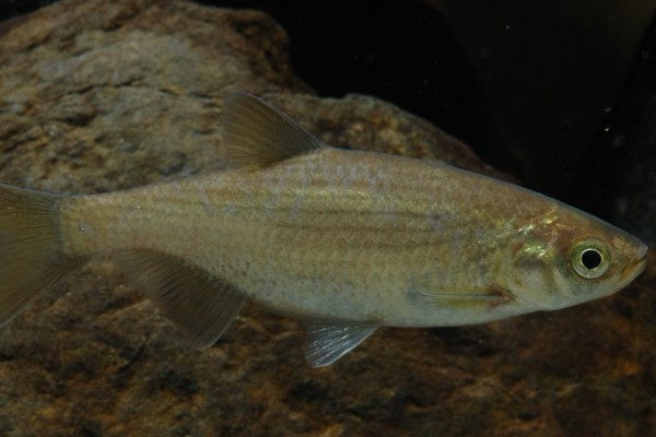 黄田金线鲃是什么鱼？