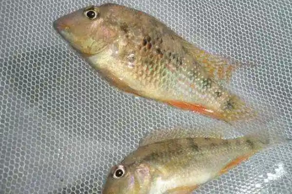 黄田金线鲃是什么鱼？