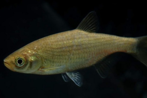 黄田金线鲃是什么鱼？