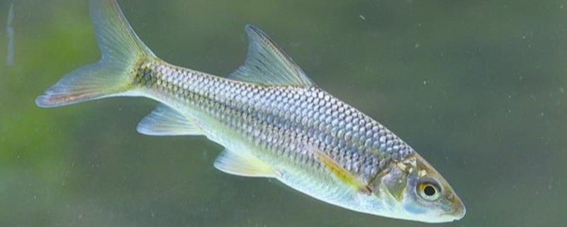 麻花金线鲃是什么鱼？