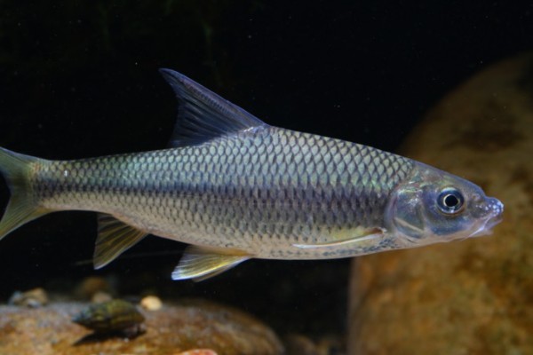 麻花金线鲃是什么鱼？