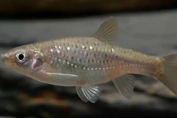 麻花金线鲃是什么鱼？