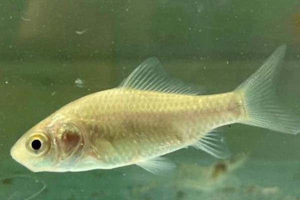 麻花金线鲃是什么鱼？