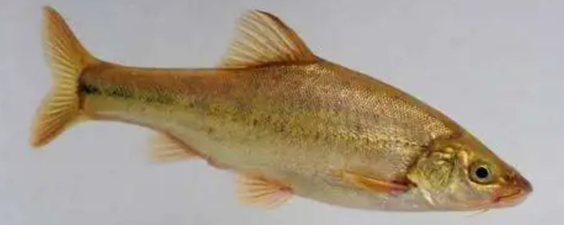 麦田河金线鲃是什么鱼？