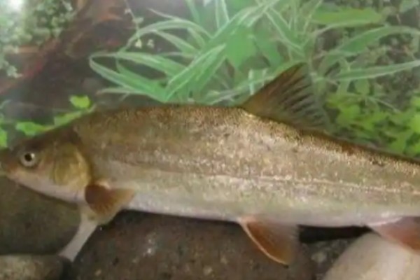 麦田河金线鲃是什么鱼？