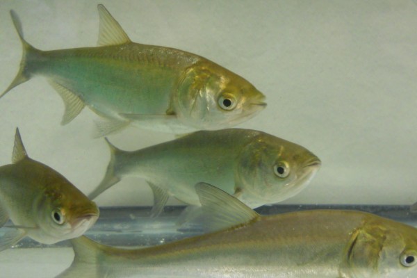 麦田河金线鲃是什么鱼？