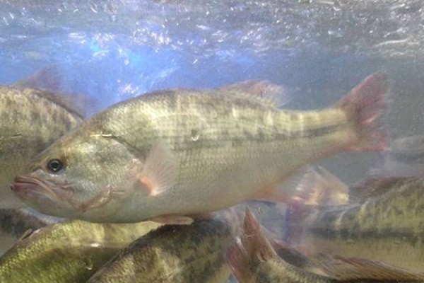 麦田河金线鲃是什么鱼？