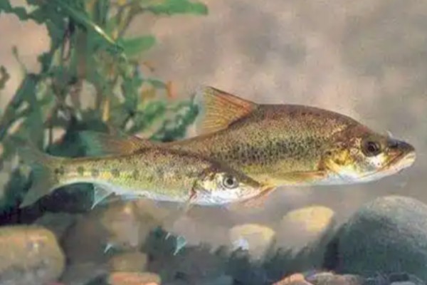 麦田河金线鲃是什么鱼？